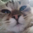 t.psy