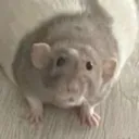 consumedgrub2