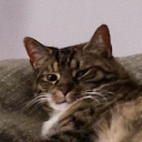 avatar maja
