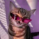 meowtidy