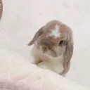 fuzzyfloofster