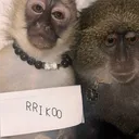 rriko11
