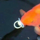 avatar Freaky Nipp Pink