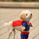 puppy_doge
