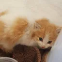 lekort.