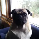 puggo8915