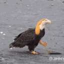 fkyeahbaldeagle