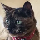 alequello