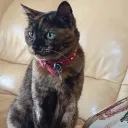 alequello