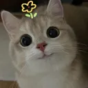 alequello