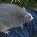 lorbbrol