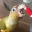 thedtvn