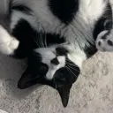 sleepyhousekat