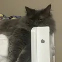 sleepyhousekat