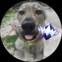 dizfn_