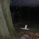 avatar BigBlackGlock