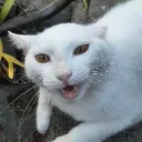kikofaria00