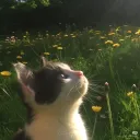 je_suis_libre