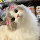 36896