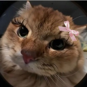 avatar ‧₊˚♡𝑺𝒂𝒔𝒊𝒂𝒂‧₊˚♡