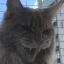 Аватар snentik