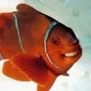 diphix_spetfish8983