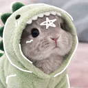 corgikngg