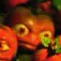 beelzebub2737 avatar