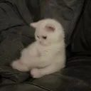 sadlasagnas avatar