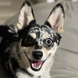 FrankensteinTank's Avatar