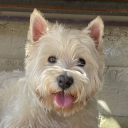 ghostsasister#9509's avatar