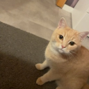 avatar eddie der daddy