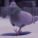pfp
