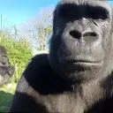 zoobear. avatar