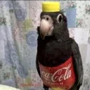 unknownparrot1