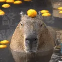 capybara1337