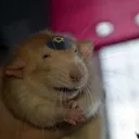 juantaco02530