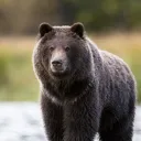 og_bear_93