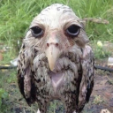 avatar Aghaye banshee