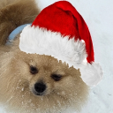 avatar 🍄ฅʕ◕ᴥ◕ʔฅ🍄