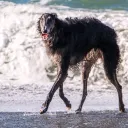 ashzoi