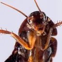 roach3149