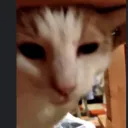 romuluis