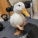 senvalt