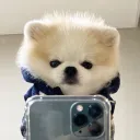 bomul_