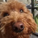shadythecutie