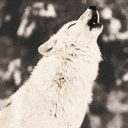 web3wolfy