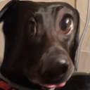 avatar XxshadowninjagamerboixX