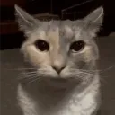 r8.dev