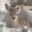 avatar fawn♡